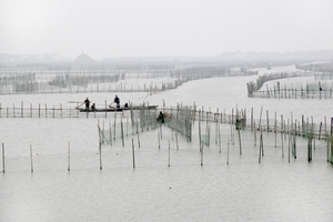 Nets_Zhoupu China.jpg